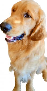 Golden retriever