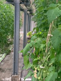 ruches dans les serres